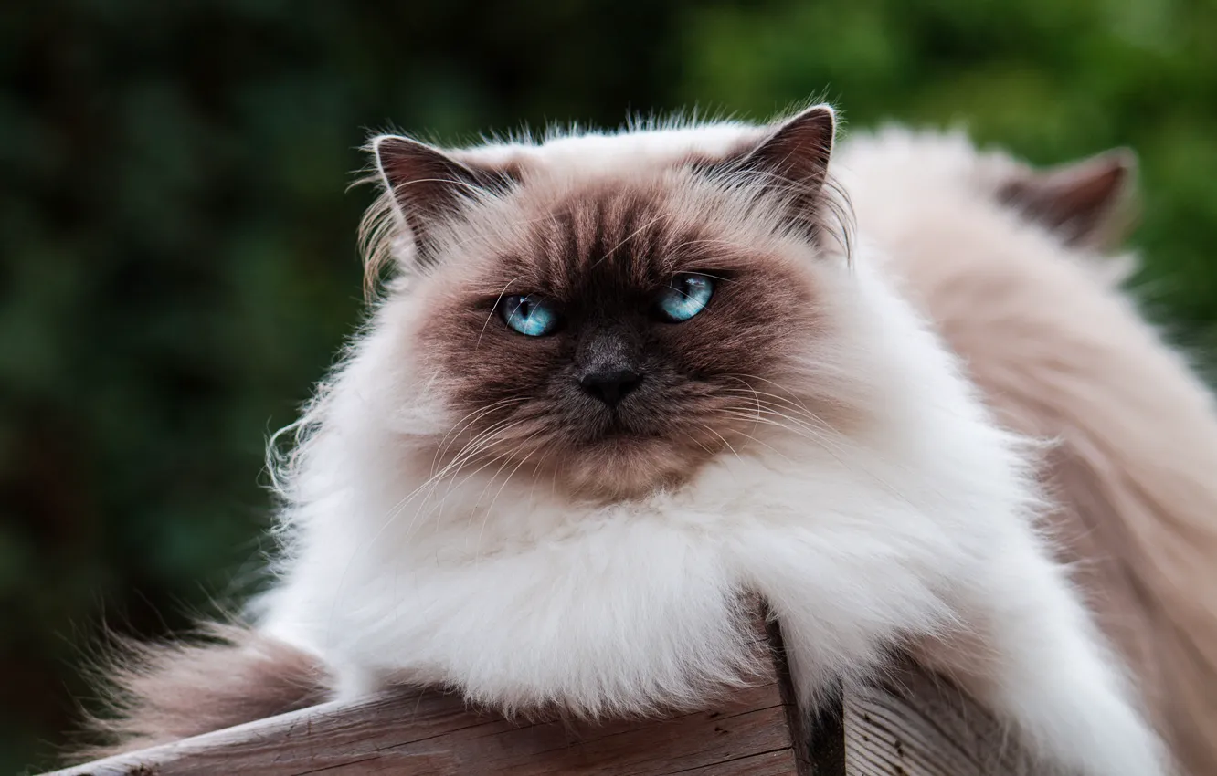 Фото обои кошка, кот, взгляд, кошки, темный фон, доски, портрет, голубые глаза