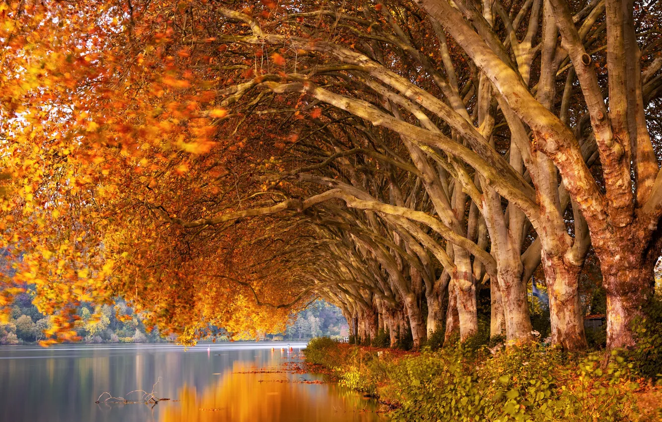 Фото обои осень, листья, деревья, озеро, пруд, отражение, ветви, стволы