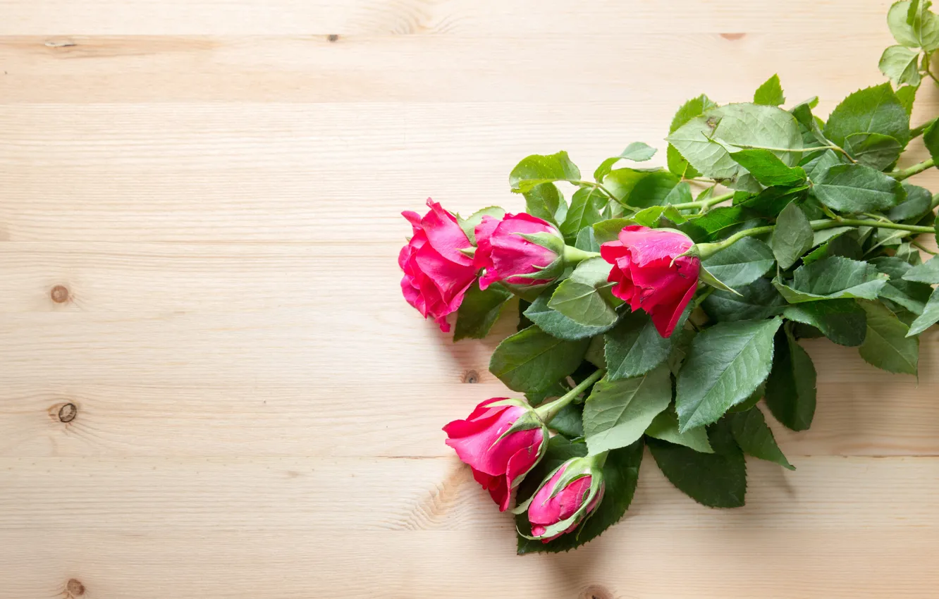 Фото обои листья, фон, доски, розы, розовые, бутоны