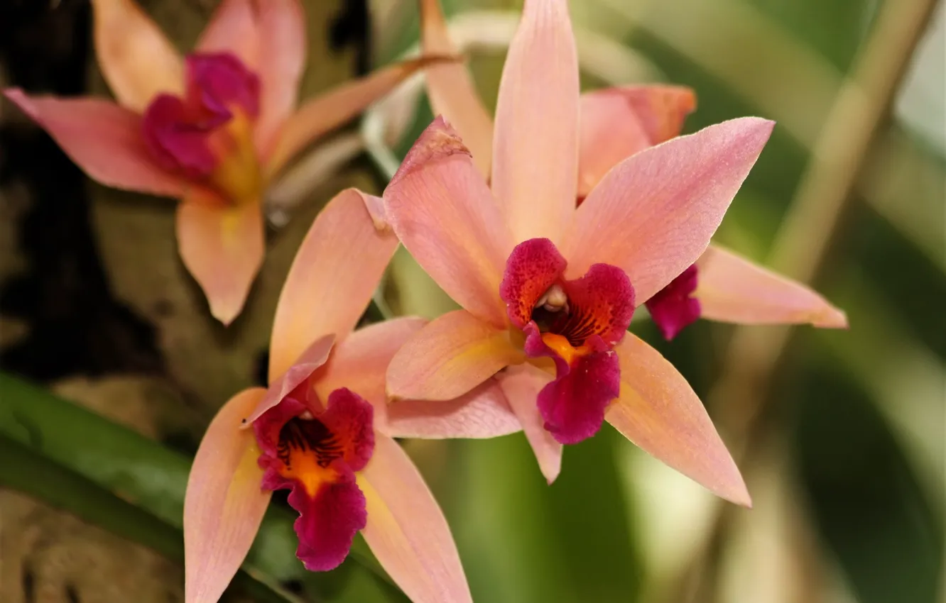 Фото обои цветы, орхидеи, оранжевые орхидеи