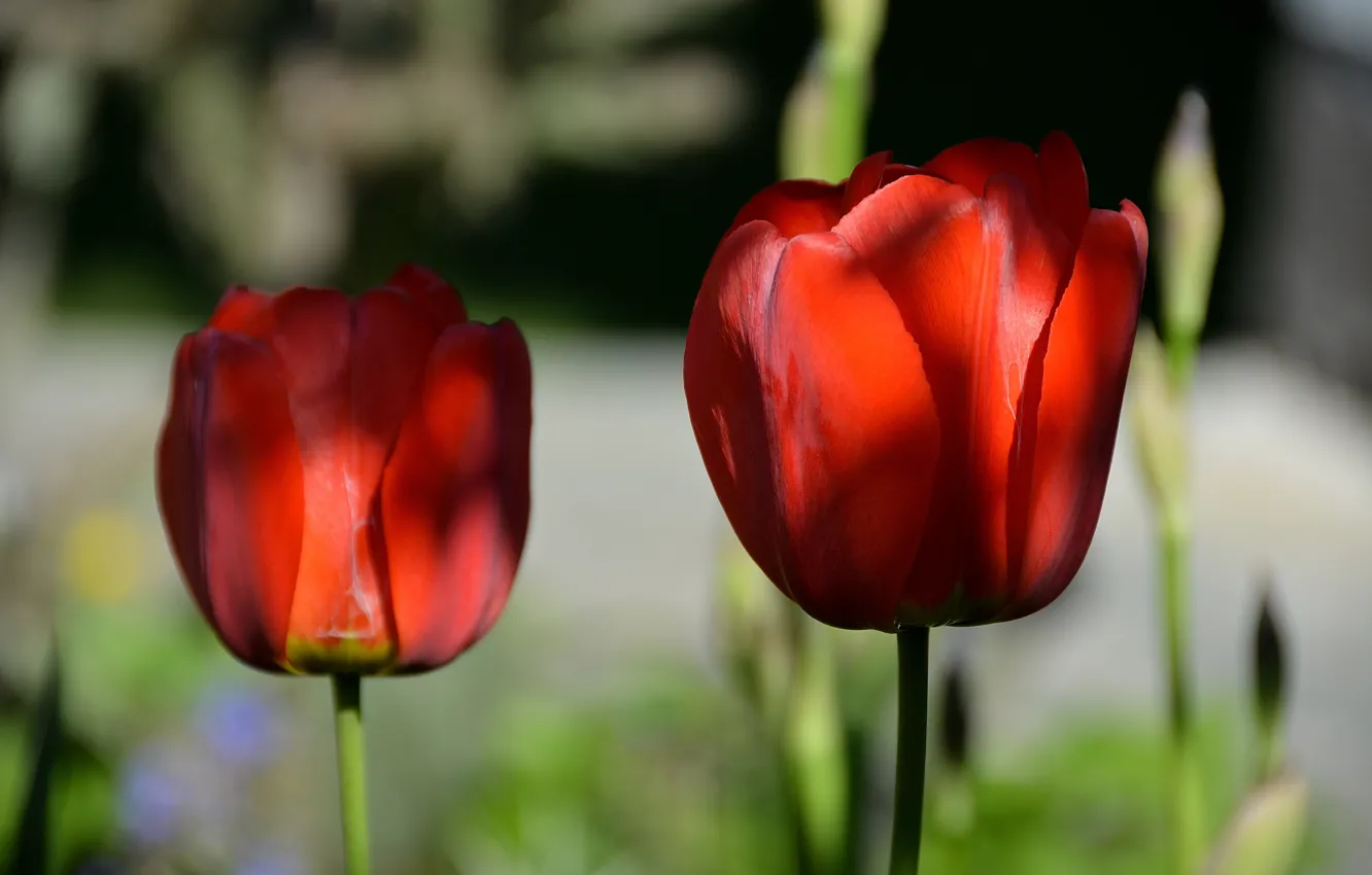 Фото обои весна, тюльпаны, красные, red, spring, Tulips