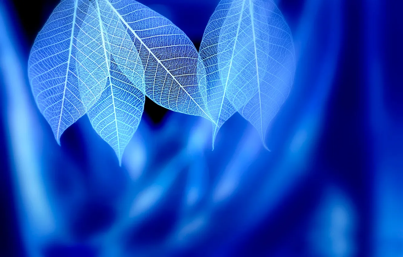 Фото обои листья, прожилки, Blue syndrome