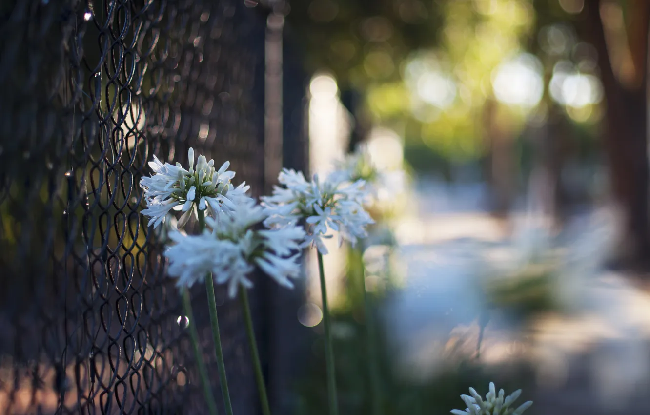 Фото обои цветы, забор, ограда, лепестки, белые