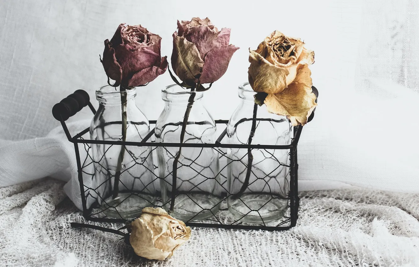 Фото обои цветы, розы, банки