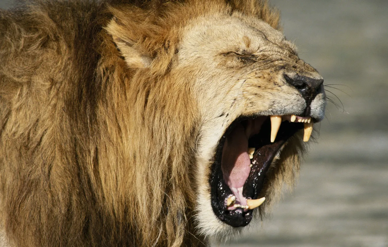 Фото обои сила, пасть, Лев, lion, call, рык, force, roar