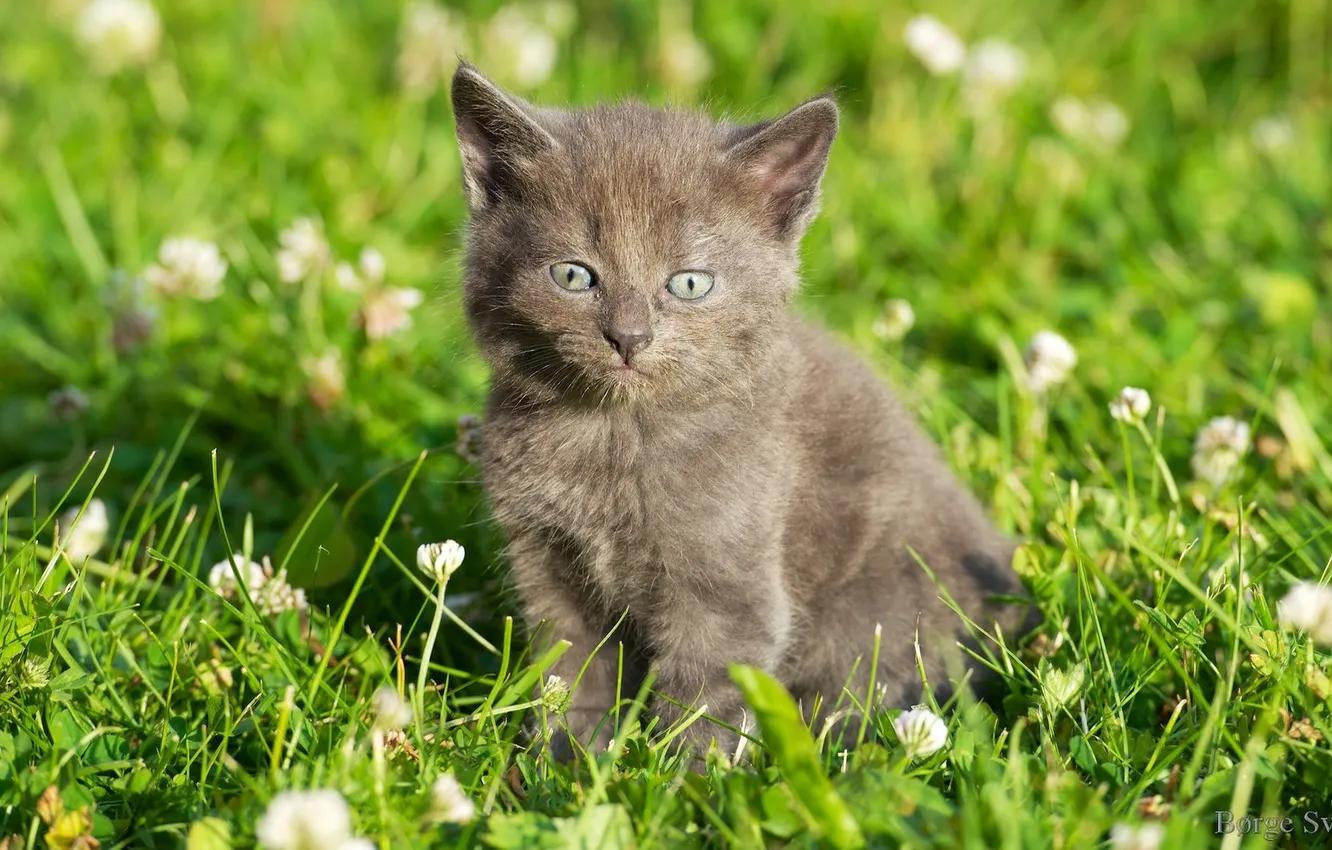 Фото обои котенок, grass, травка, цветочки, kitten, flowers