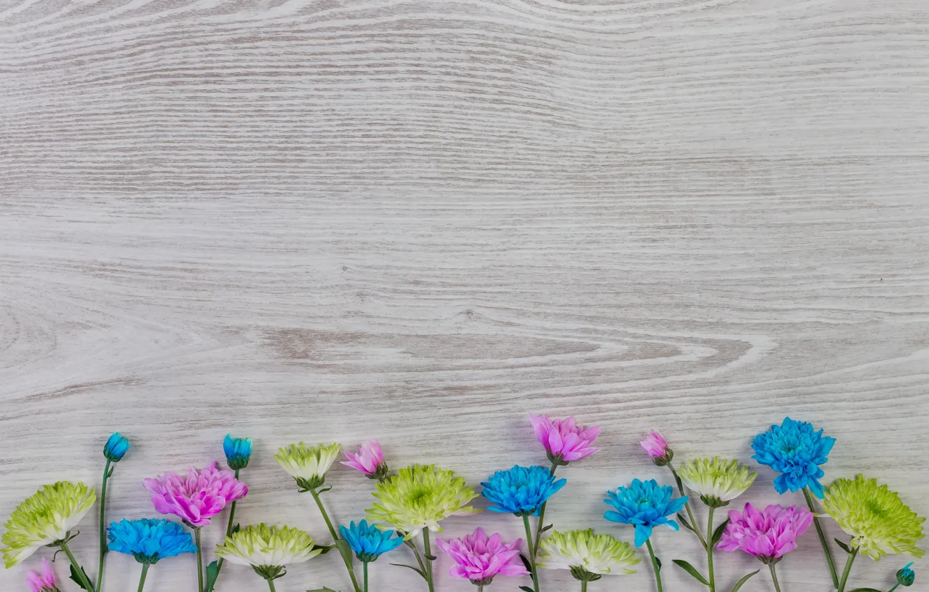 Фото обои цветы, colorful, white, хризантемы, wood, blue, pink, flowers