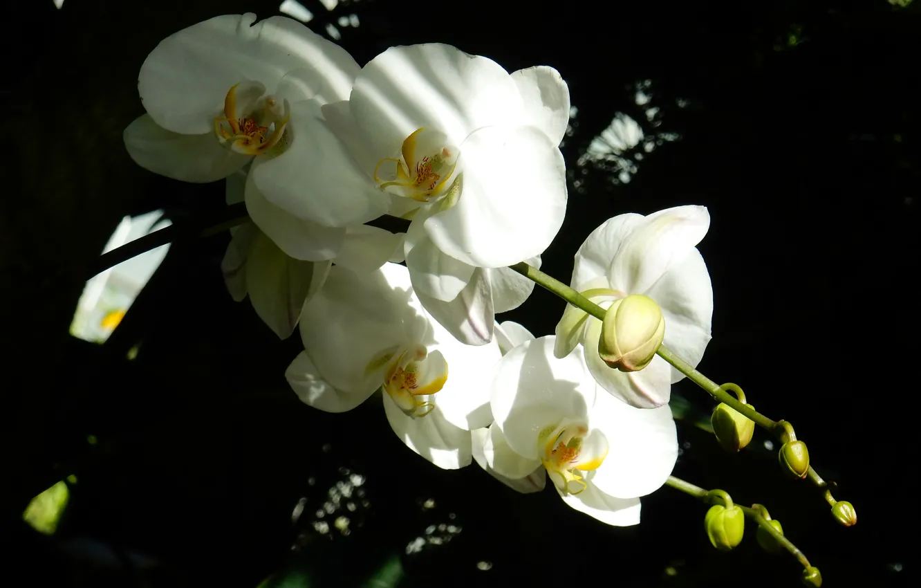 Фото обои цветок, трава, цветы, widescreen, обои, wallpaper, орхидея, широкоформатные
