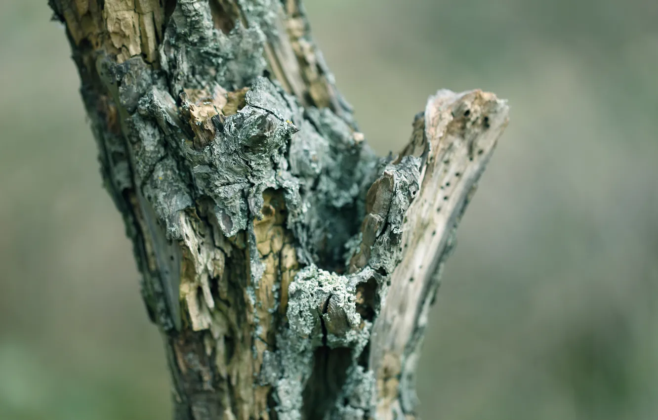 Фото обои дерево, кора, сухое, dead wood
