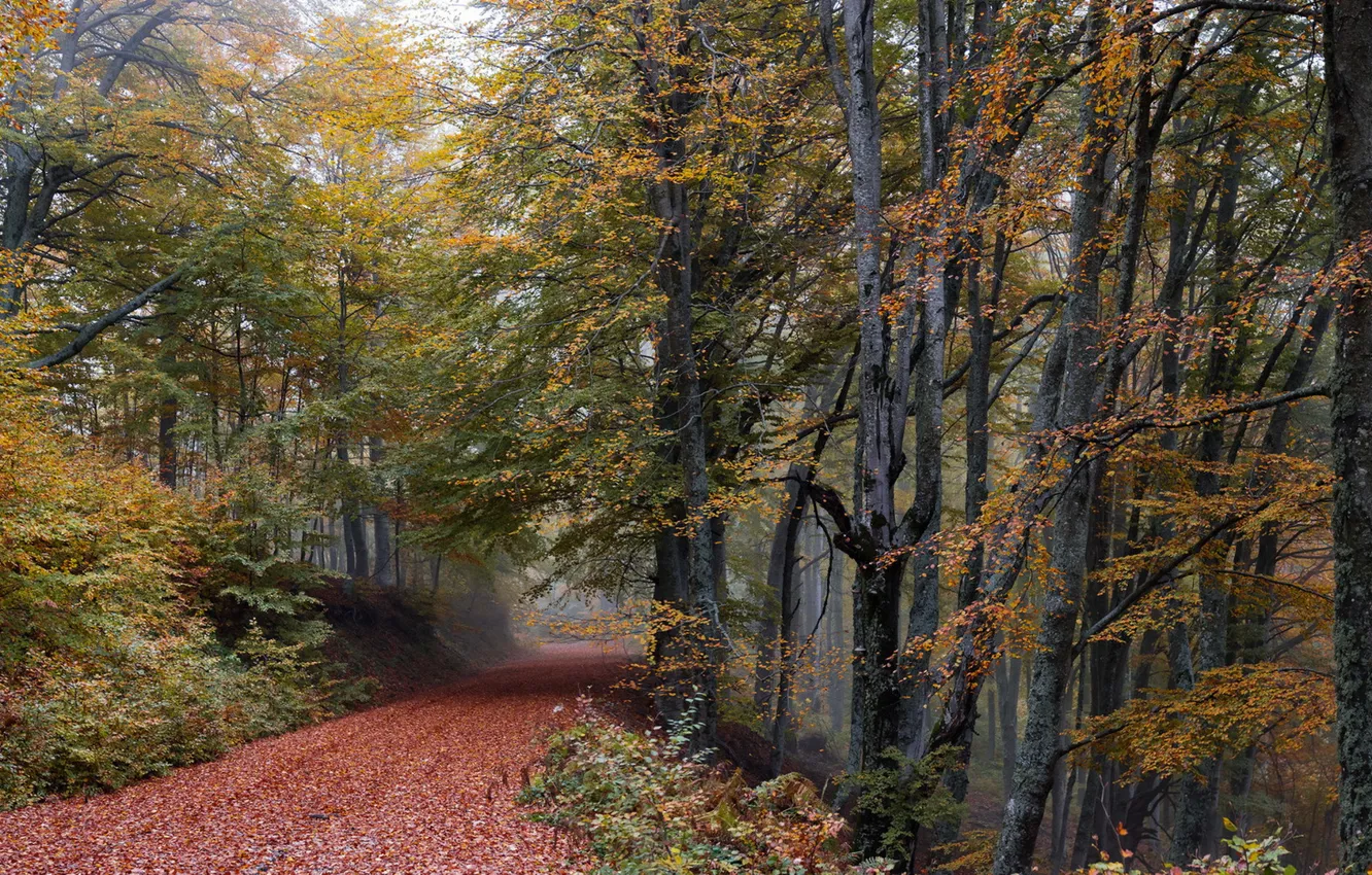 Фото обои дорога, осень, лес