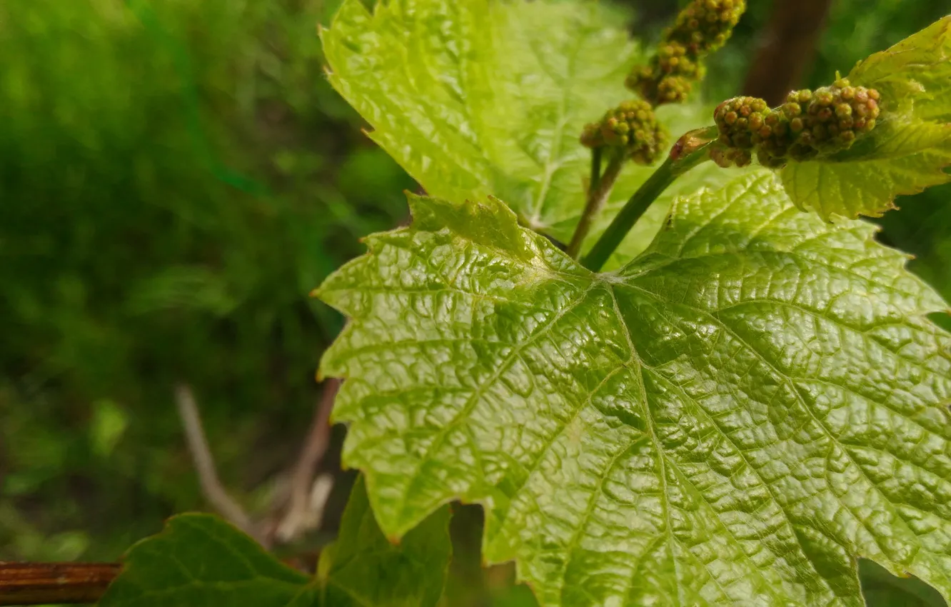 Фото обои природа, Лист, виноград, лоза