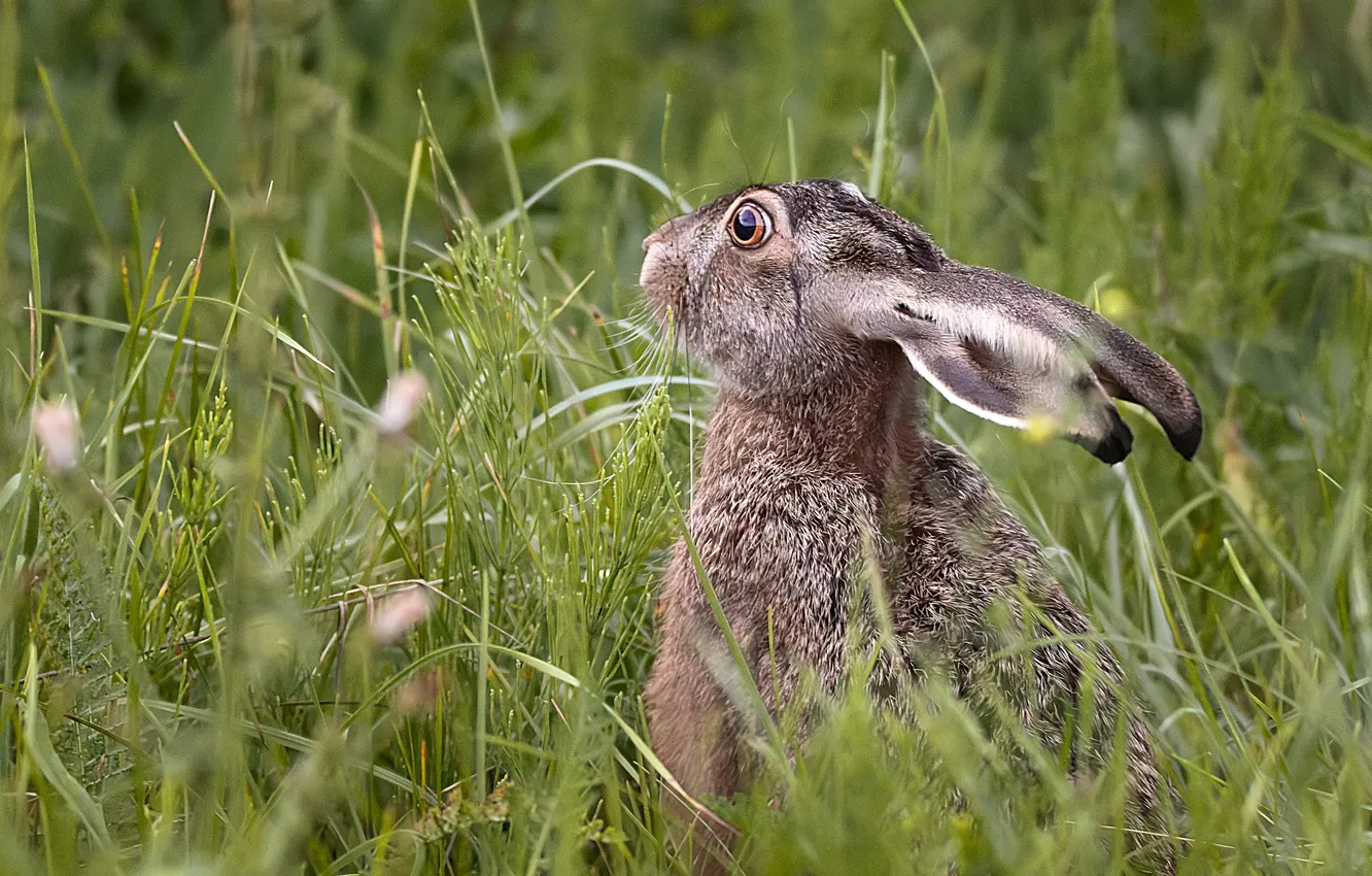 Фото обои rabbit, look, alert