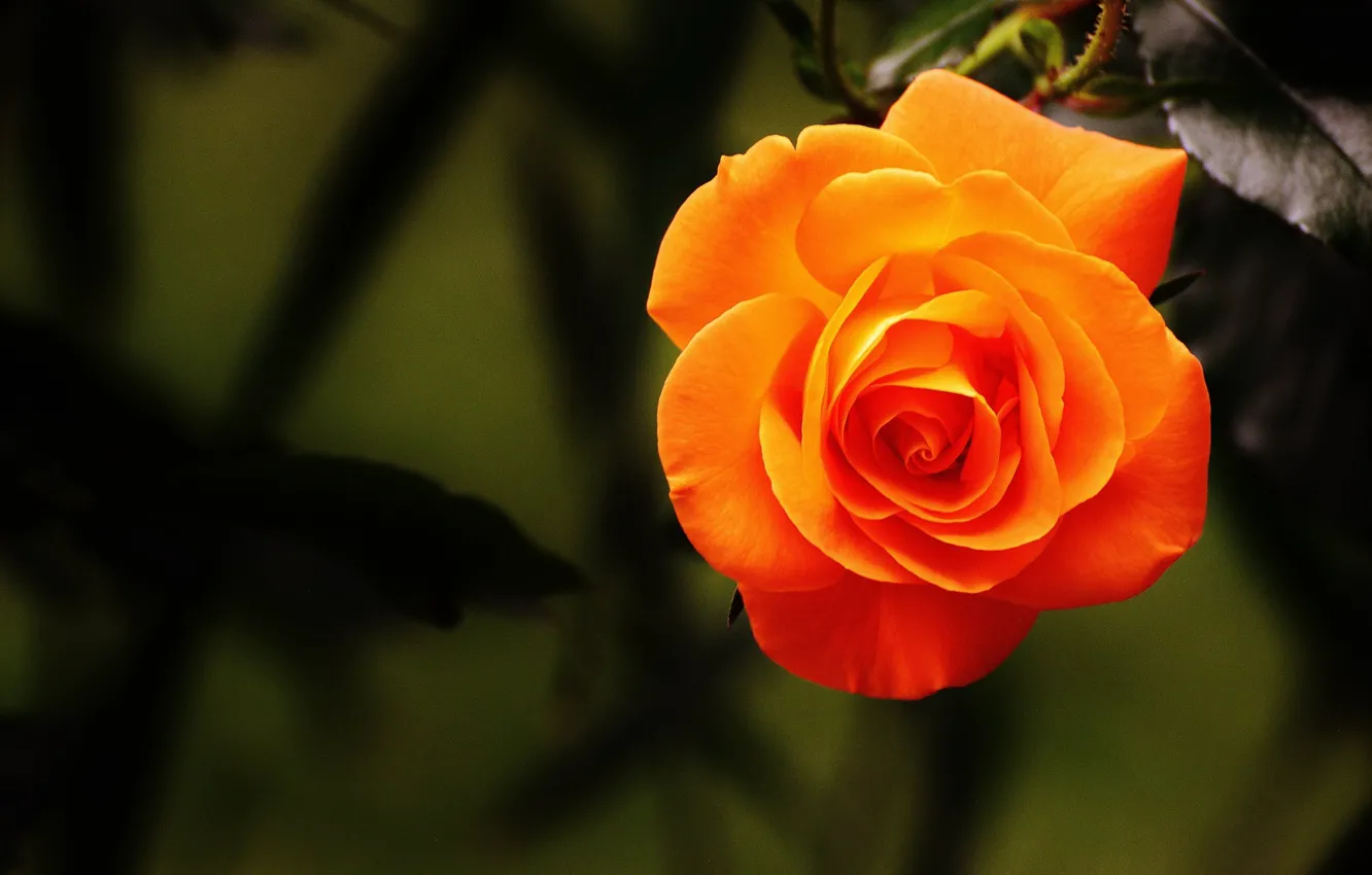 Фото обои листья, оранжевый, роза, лепестки, бутон