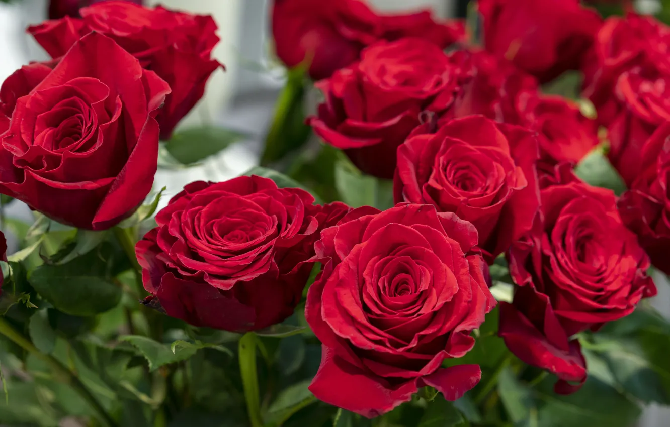 Фото обои розы, букет, красные