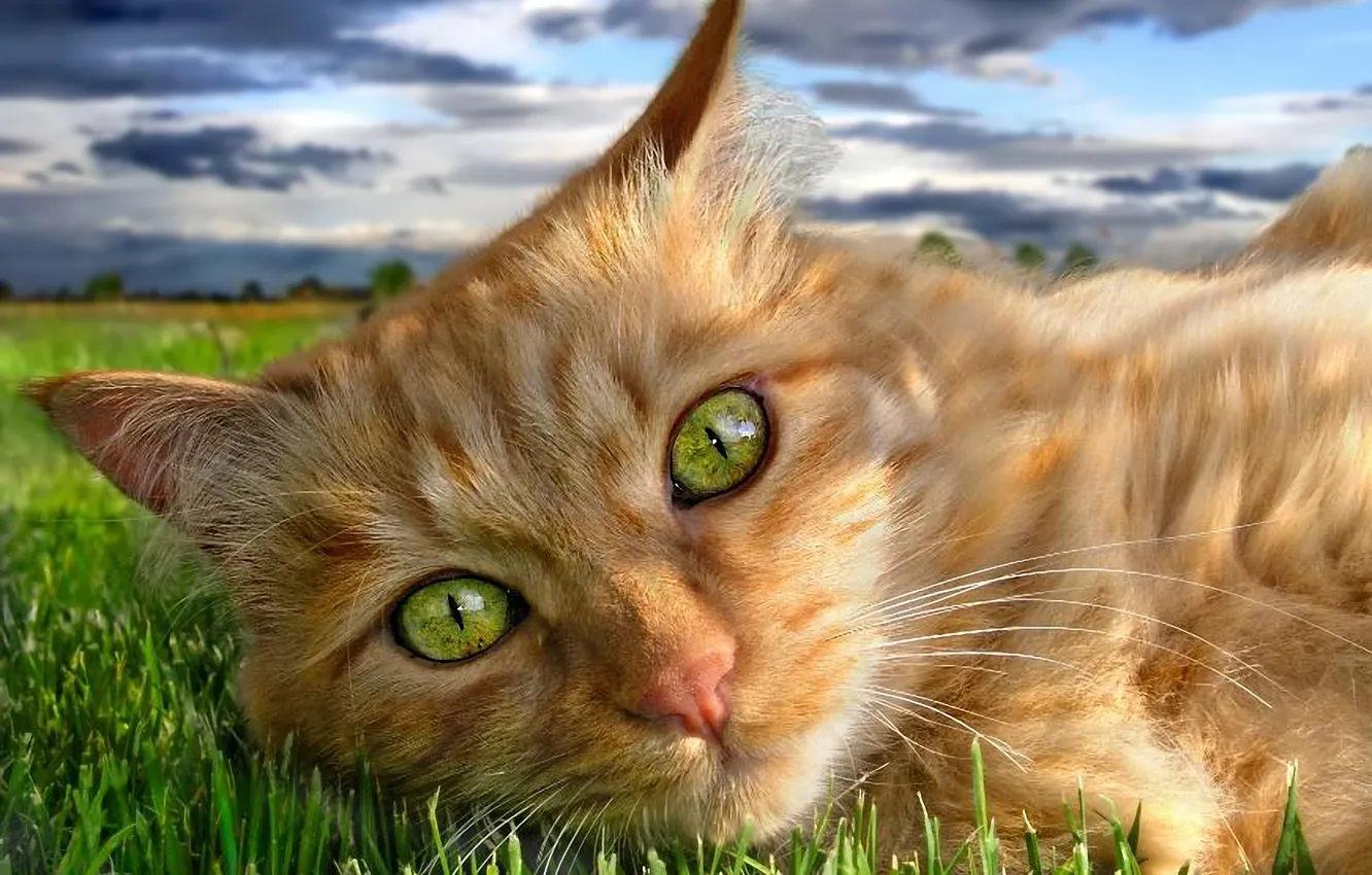 Фото обои зелень, трава, глаза, кот, рыжий