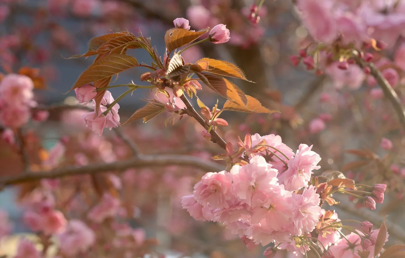 Фото обои макро, вишня, ветка, весна, сакура, цветение, цветки