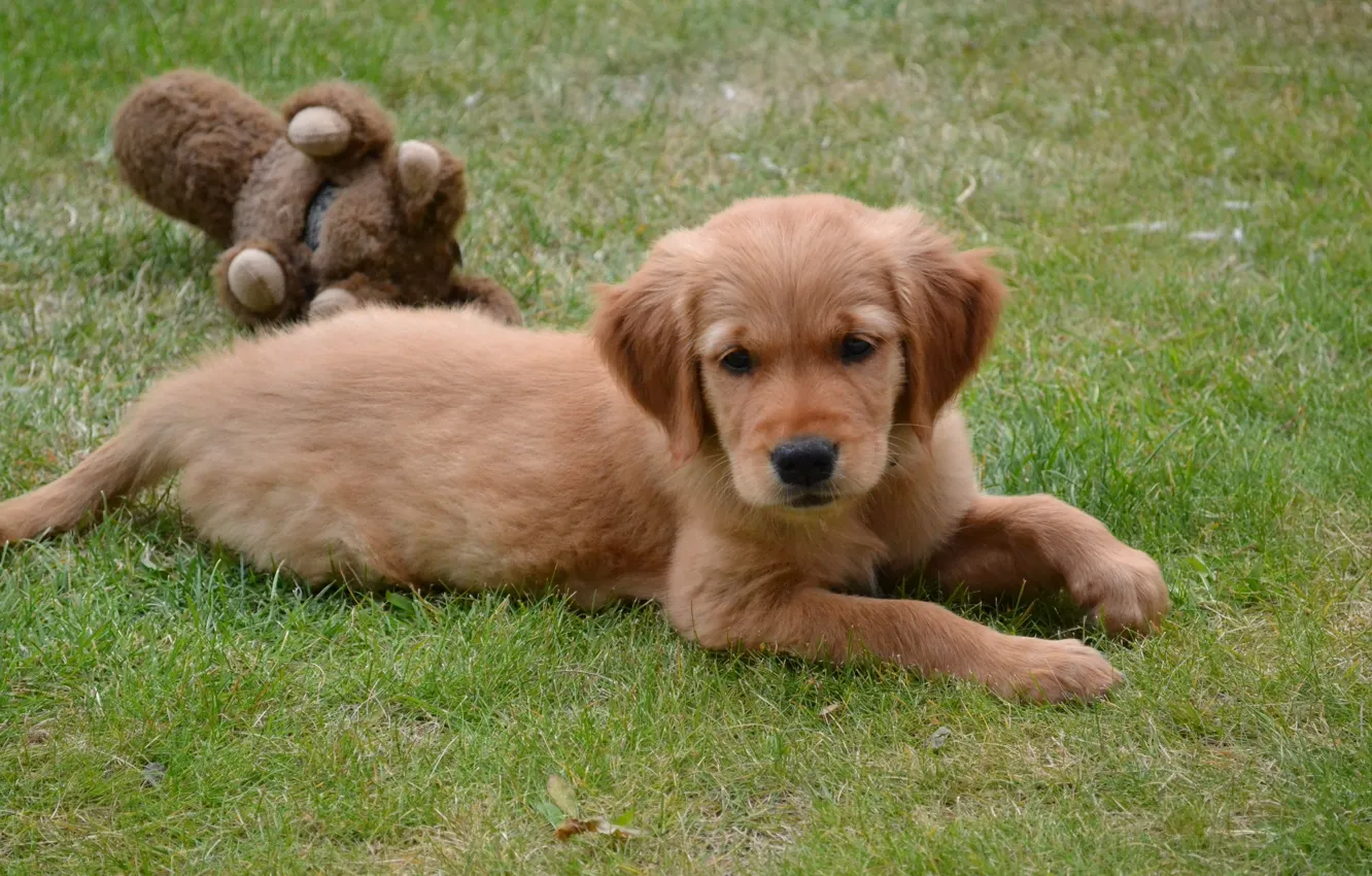 Фото обои трава, игрушка, собака, щенок, лежит, лужайка