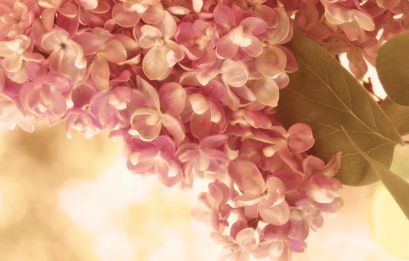 Фото обои листья, макро, цветы, веточка, розовый, нежность, весна, кремовый