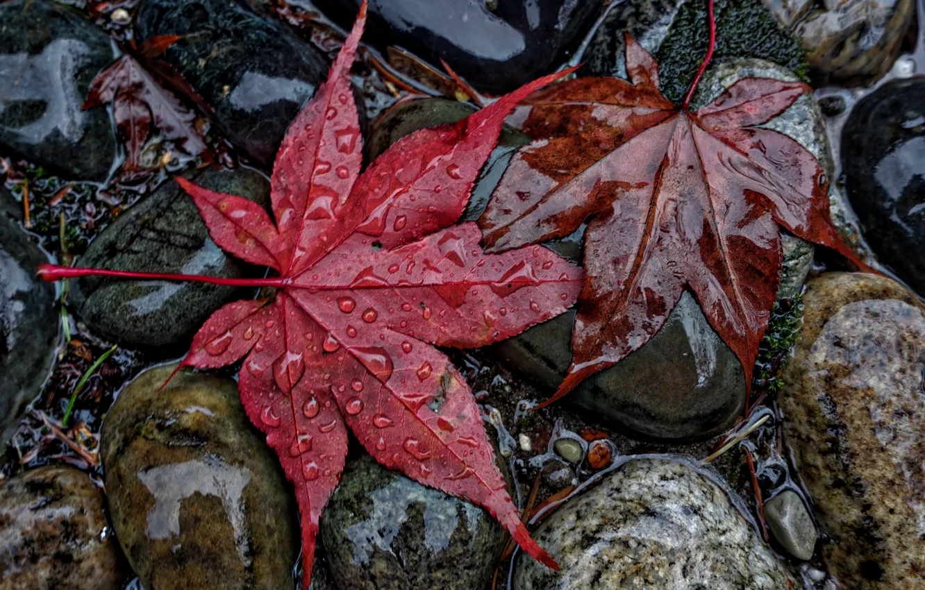 Фото обои wet, water, autumn, Stream, tree leaf
