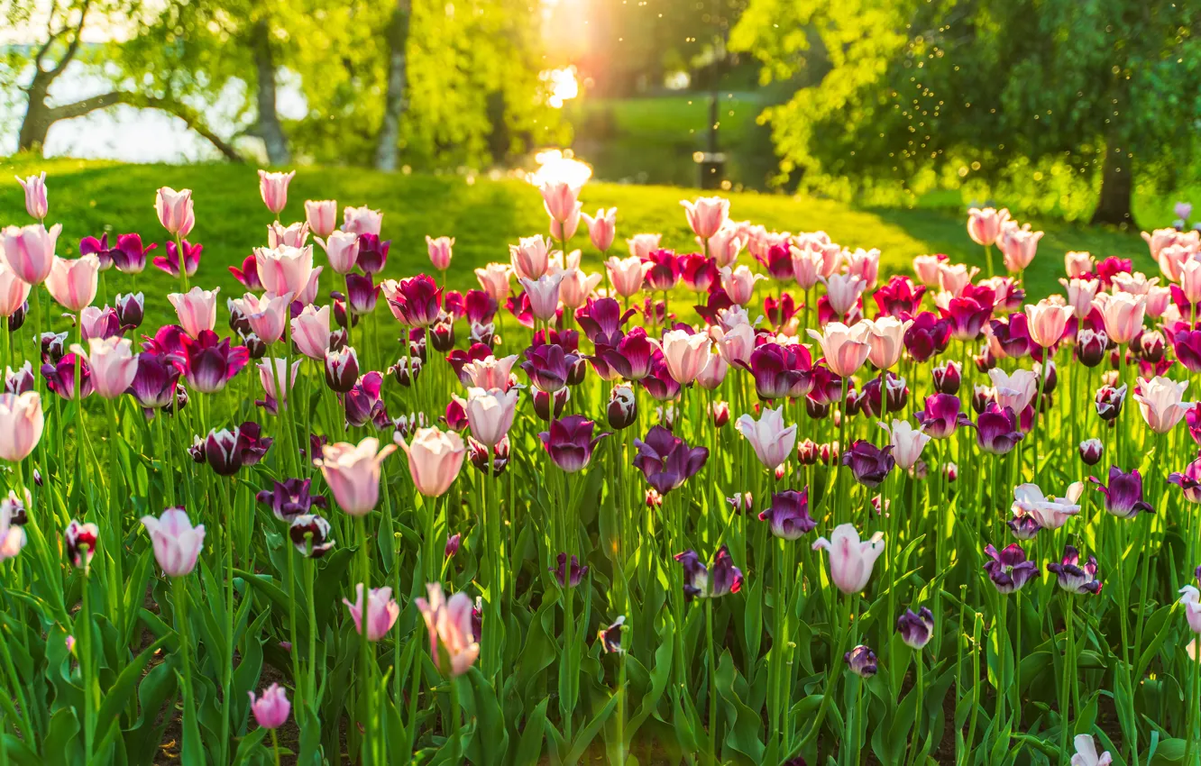 Фото обои зелень, свет, парк, весна, сад, тюльпаны, розовые, клумба