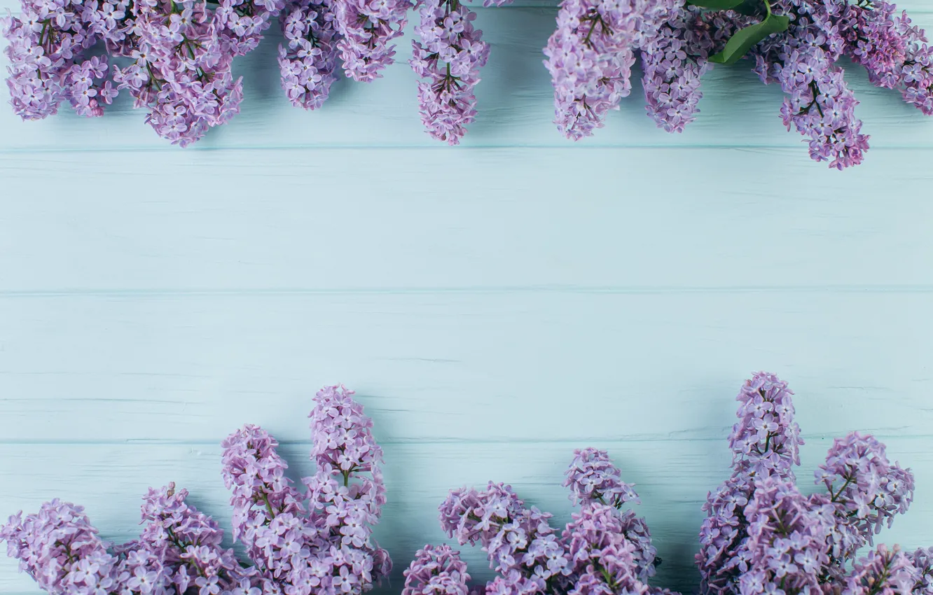 Фото обои цветы, ветки, весна, цветение, wood, blossom, flowers, сирень