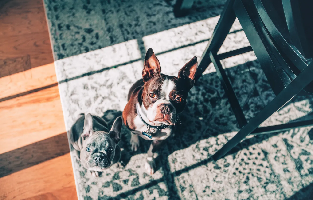 Фото обои взгляд, ковёр, щенок, две собаки, мордашки, Французский бульдог, Бостон-терьер