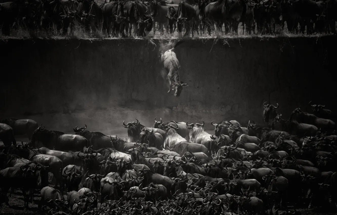 Фото обои животные, фантастика, падение, ч\б, быки, стадо, буйволы