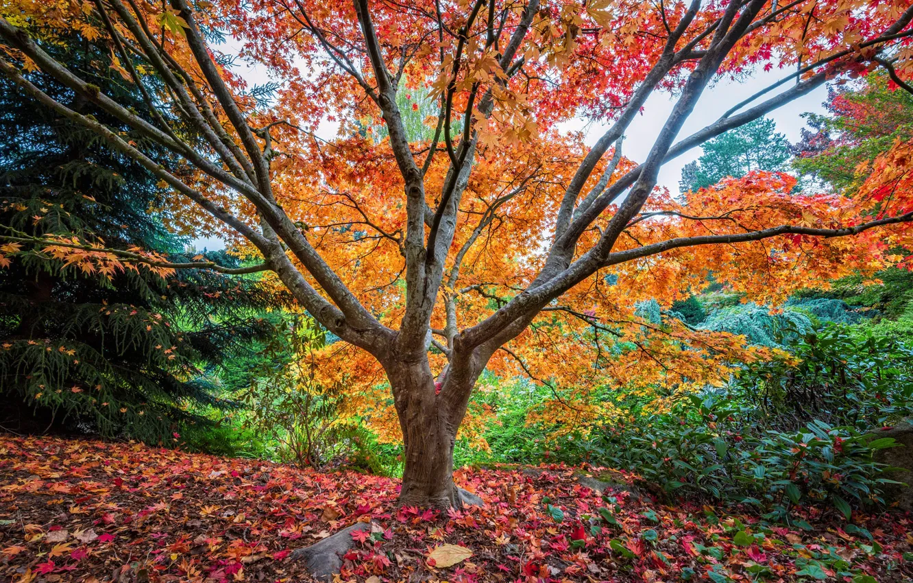 Фото обои осень, ветки, природа, парк, дерево, поляна, листва, ель