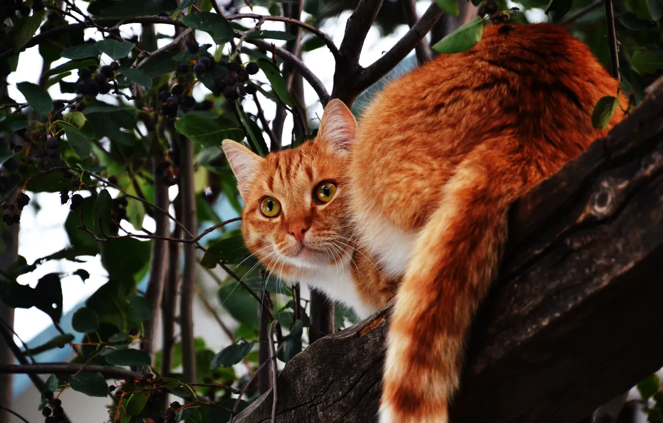 Фото обои зелень, кот, дерево, рыжий