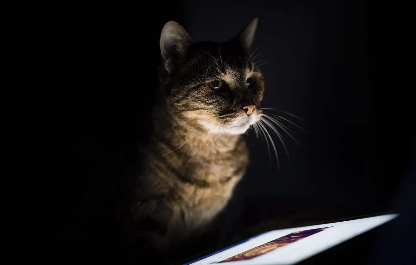 Фото обои компьютер, кот, взгляд