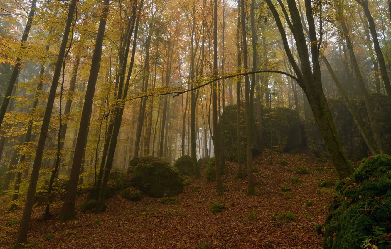 Фото обои осень, лес, деревья, природа, камни, мох, Niklas Hamisch