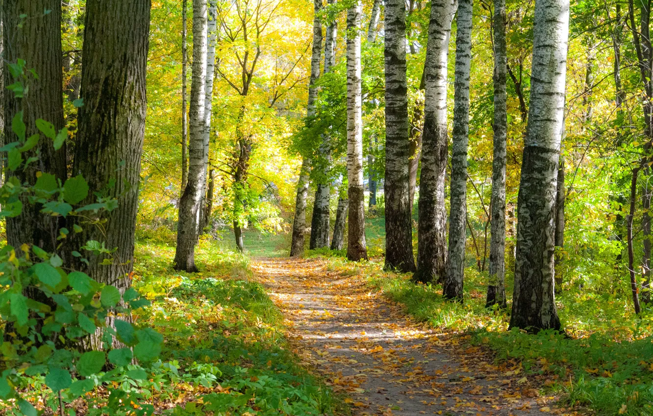 Фото обои осень, лес, листья, краски