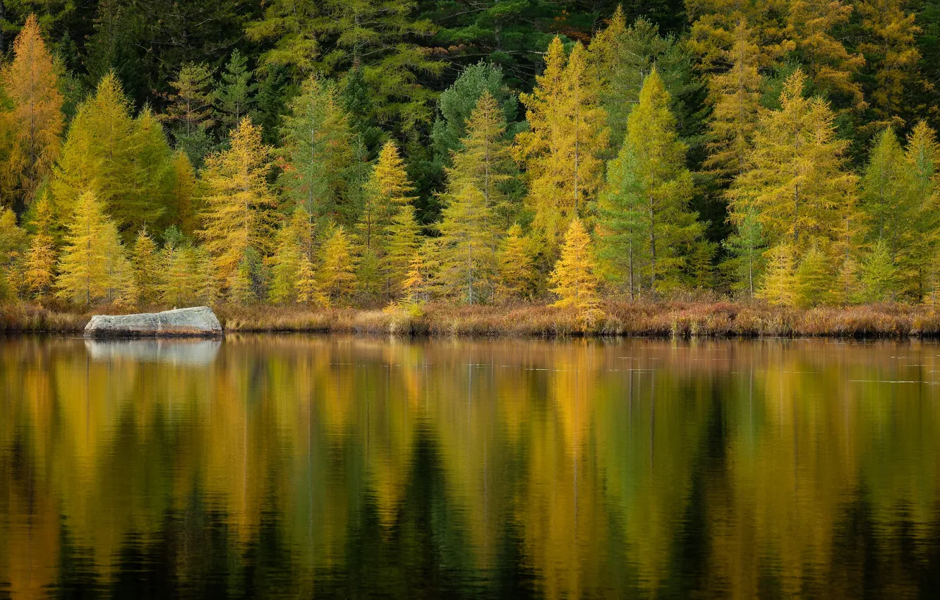 Фото обои осень, лес, отражение, берег, камень, водоем