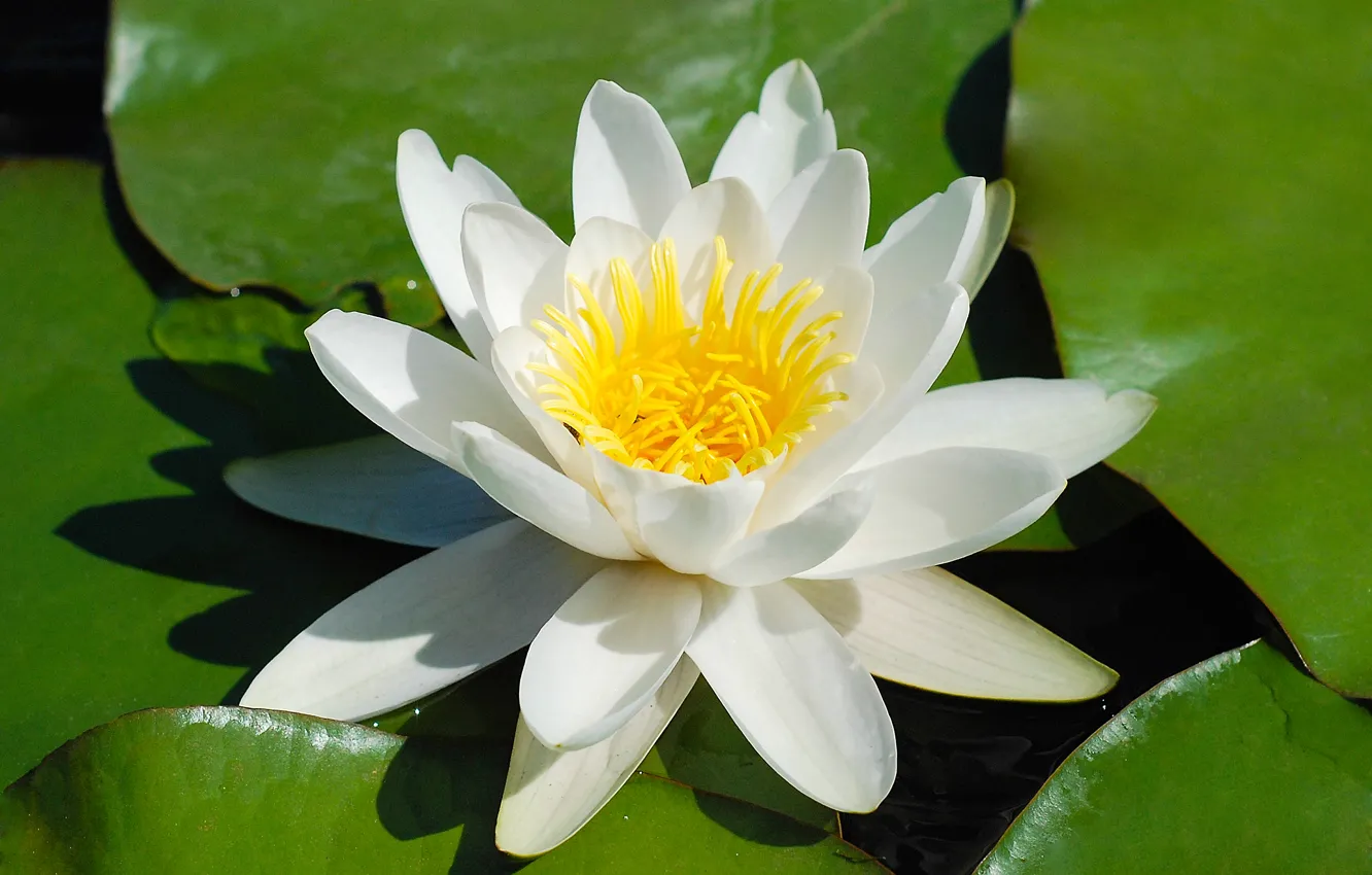 Фото обои цветок, листок, лилия, бутон, кувшинка, белая, красивая, в воде
