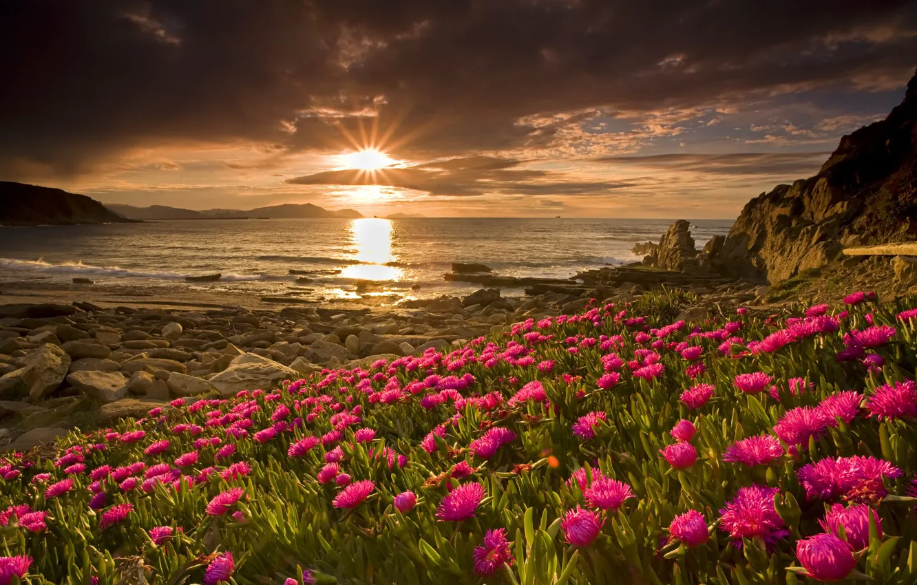 Фото обои море, небо, солнце, цветы, берег