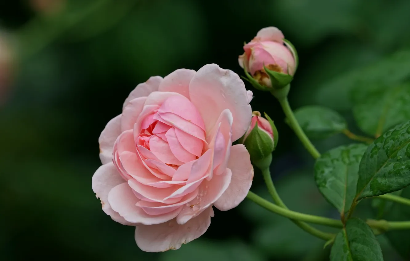 Фото обои макро, розовая, роза, бутоны