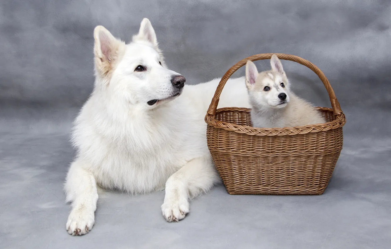 Фото обои собаки, собака, малыш, пара, щенок, лежит, белая, белые