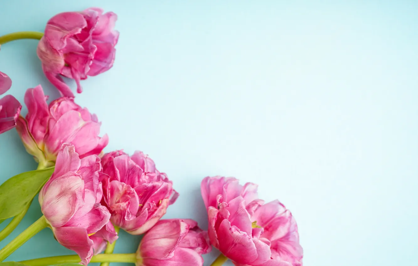 Фото обои цветы, букет, тюльпаны, розовые, pink, flowers, beautiful, tulips