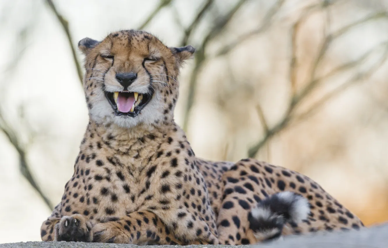 Фото обои кошка, гепард, клыки, ©Tambako The Jaguar