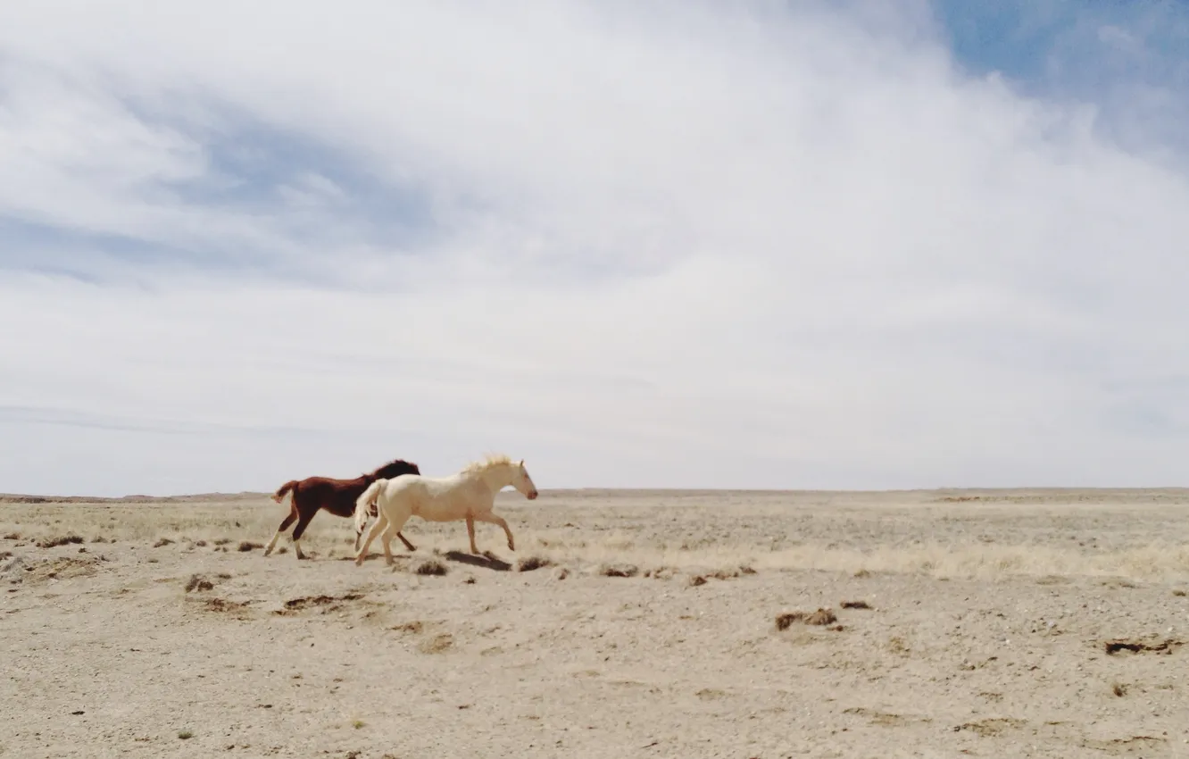 Фото обои sky, desert, clouds, horses, running