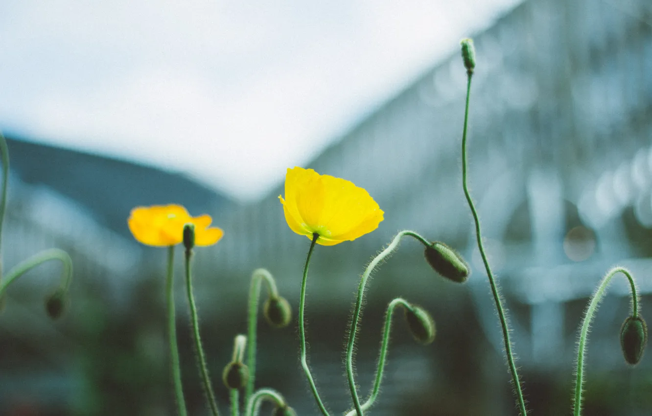 Фото обои цветы, мак, желтые, лепестки