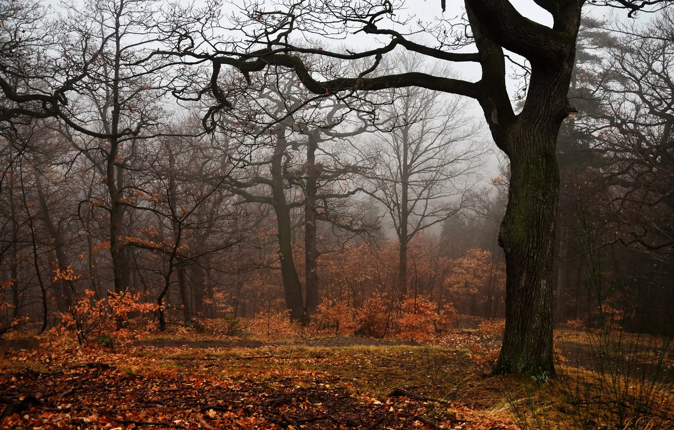 Фото обои осень, деревья, туман, листва, trees, autumn, fog, foliage