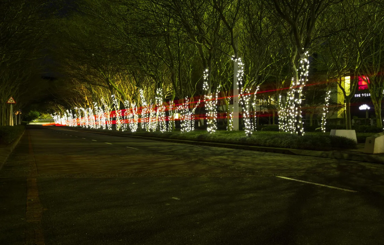 Фото обои деревья, огни, праздник, след, аллея, photographer, fairy lights, Ruan Bezuidenhout