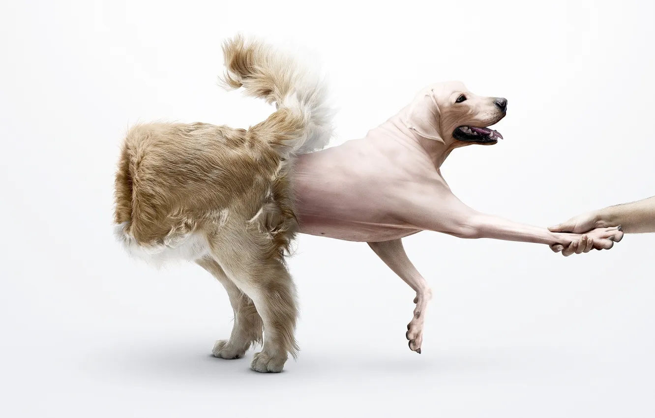 Фото обои лапа, рука, собака, шерсть, шкура, наизнанку
