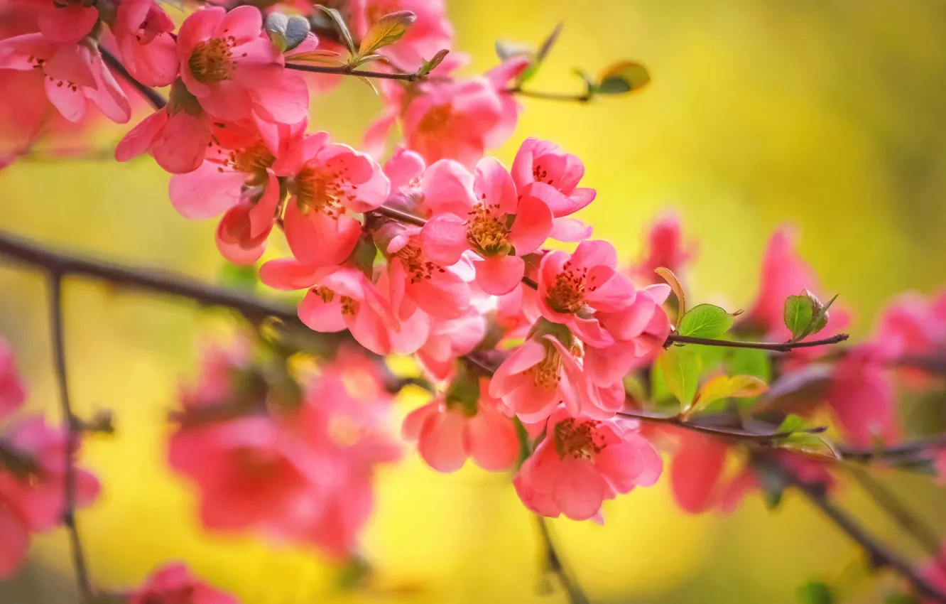 Фото обои ветки, цветение, цветки, Айва японская, Хеномелес