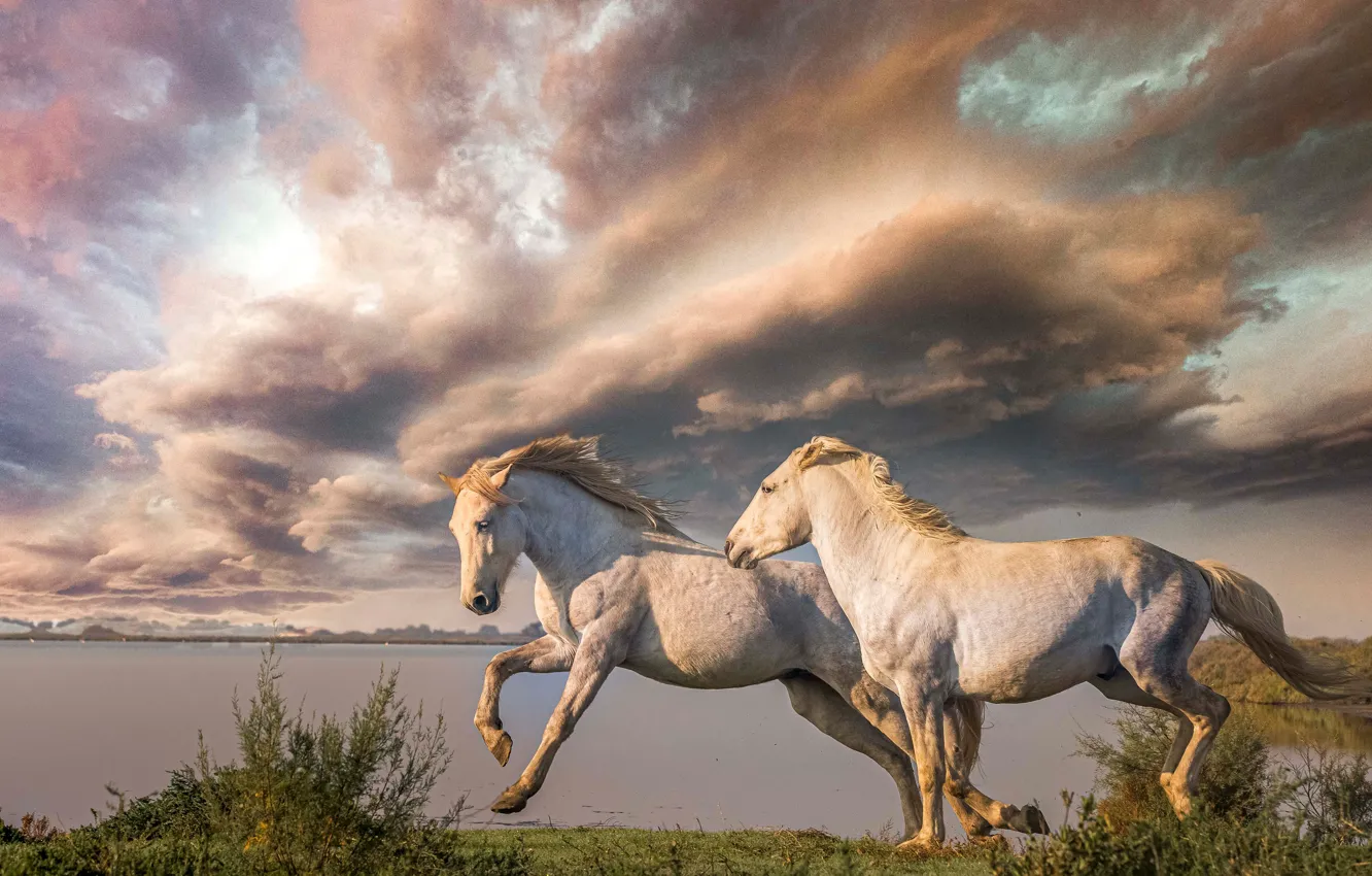 Фото обои небо, облака, озеро, кони, лошади, парочка