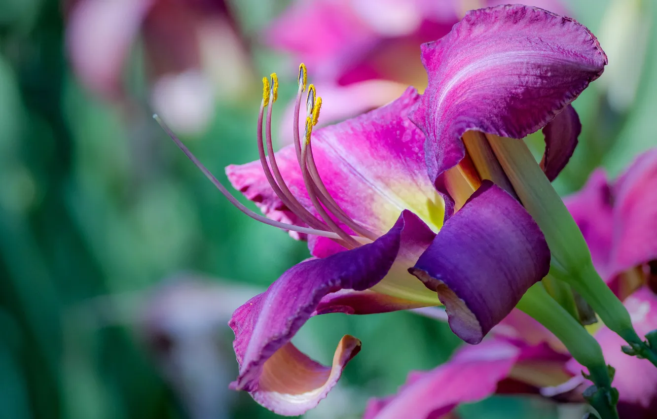 Фото обои цветок, макро, розовая, лилия, лепестки, сиреневая, лилейник