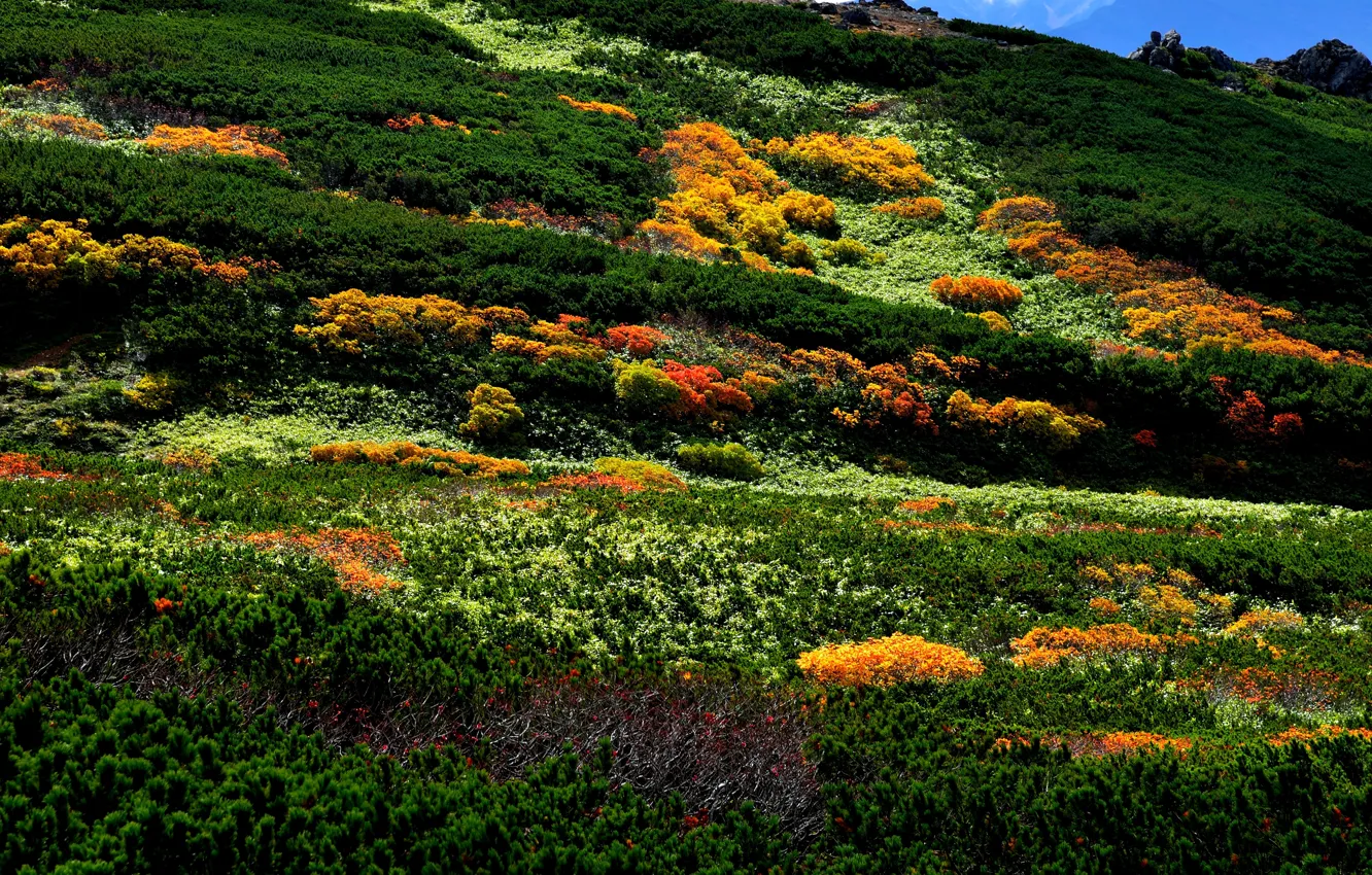 Фото обои горы, камни, ландшафт, растительность, Япония, кусты, Asahidake