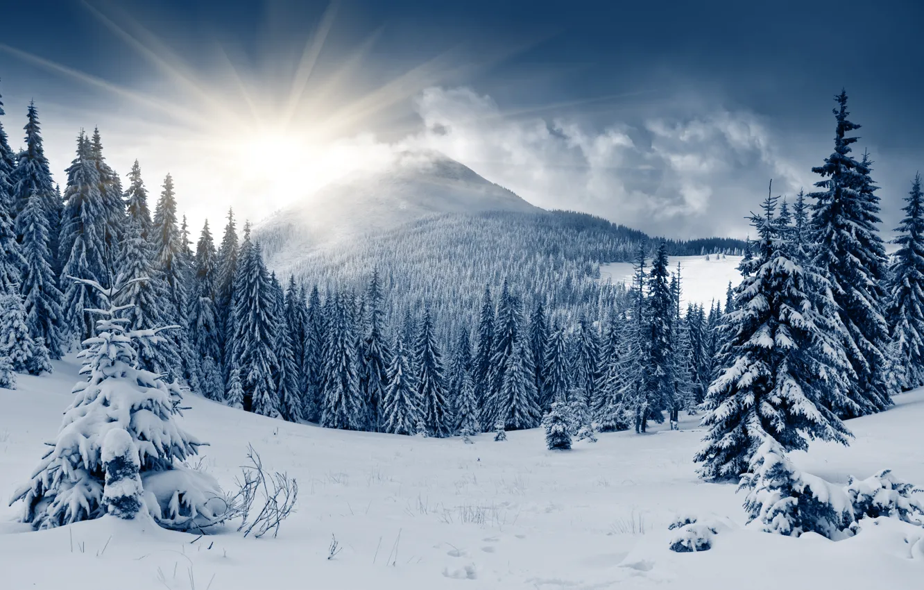 Фото обои зима, лес, солнце, снег, холм, ёлки