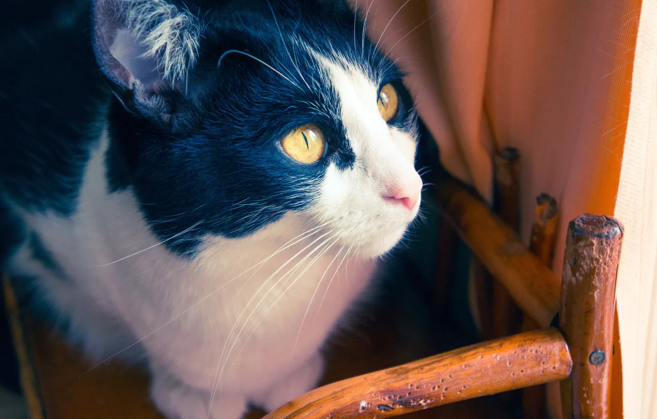 Фото обои глаза, котенок, стул, kitten, eyes, chair, милый кот, cute cat